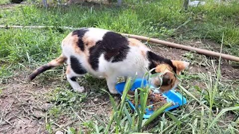 While the mother cat was gone, I played with the kittens