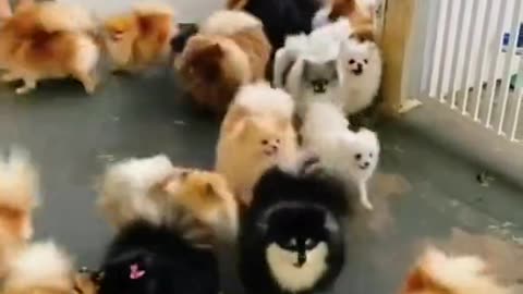 100 so cute and funny cat's 🐈🐈🐈