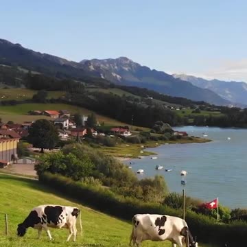 🤖 The AI powerd Livestock Transportation! 🐄