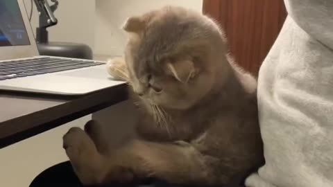 Super Cute kitten