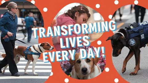 Podcast: "Paw Partners"