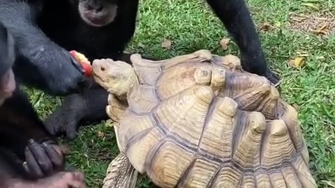 Nature Creature
