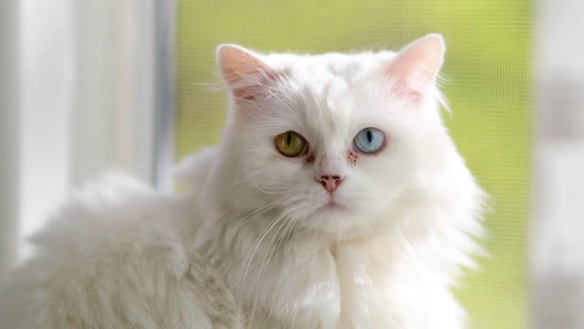 Domestic cat with complete heterochromia. White cat with different colored eyes
