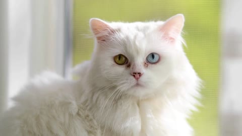 Domestic cat with complete heterochromia. White cat with different colored eyes