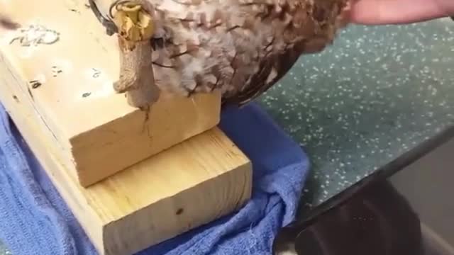 massage make sleep - owl bird