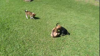 Dog puppies playing - Time-Lapse