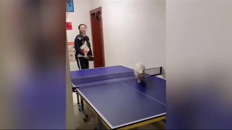 Non-Stop Laughter_ Funniest Animal Compilation!