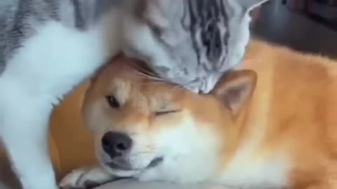 Unlikely Friday shift astonishing cat and dog duo! Short #short#funnymemes#syl vester