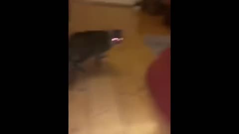 funny videos