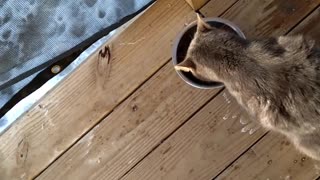 More outside kitties 2/1/2022