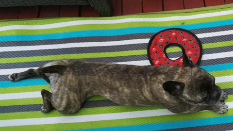 Happy pets 😍 Mochi and Churro😘😘