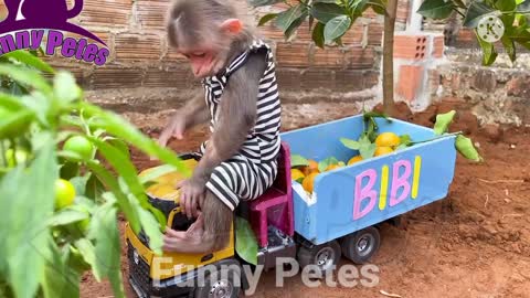 Funny cat and monky video 2022