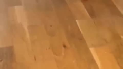 This cat is so funny and enjoyable 🤣🤣