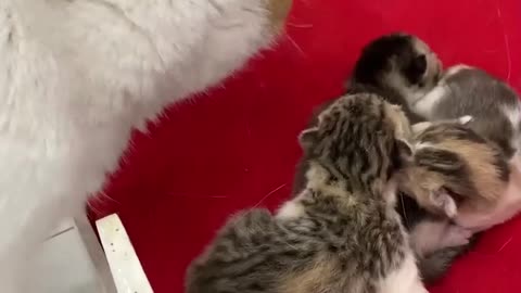 Newborn kittens meow loudly and call their mother cat