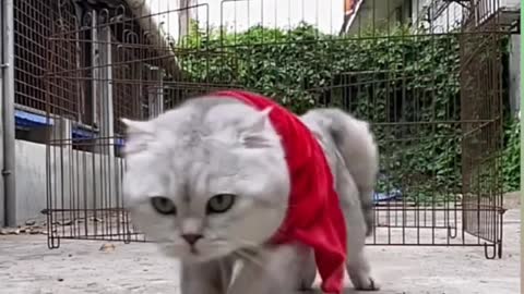 Cute cat jumps amazingly