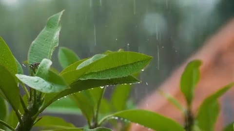 Relaxing Music for Sleep, for relaxation/Peaceful Piano Music, Music for Relieve Stress, Meditation