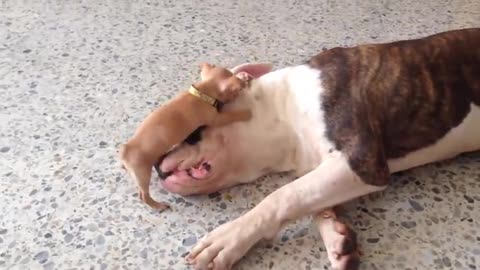 Pet's videos like this cats dogs and other animals very amazing 🤩 funny videos watch till end