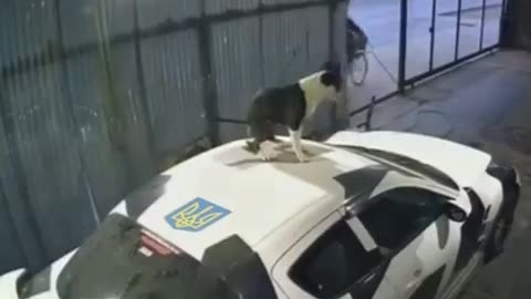 Best today Dogs are not stupid