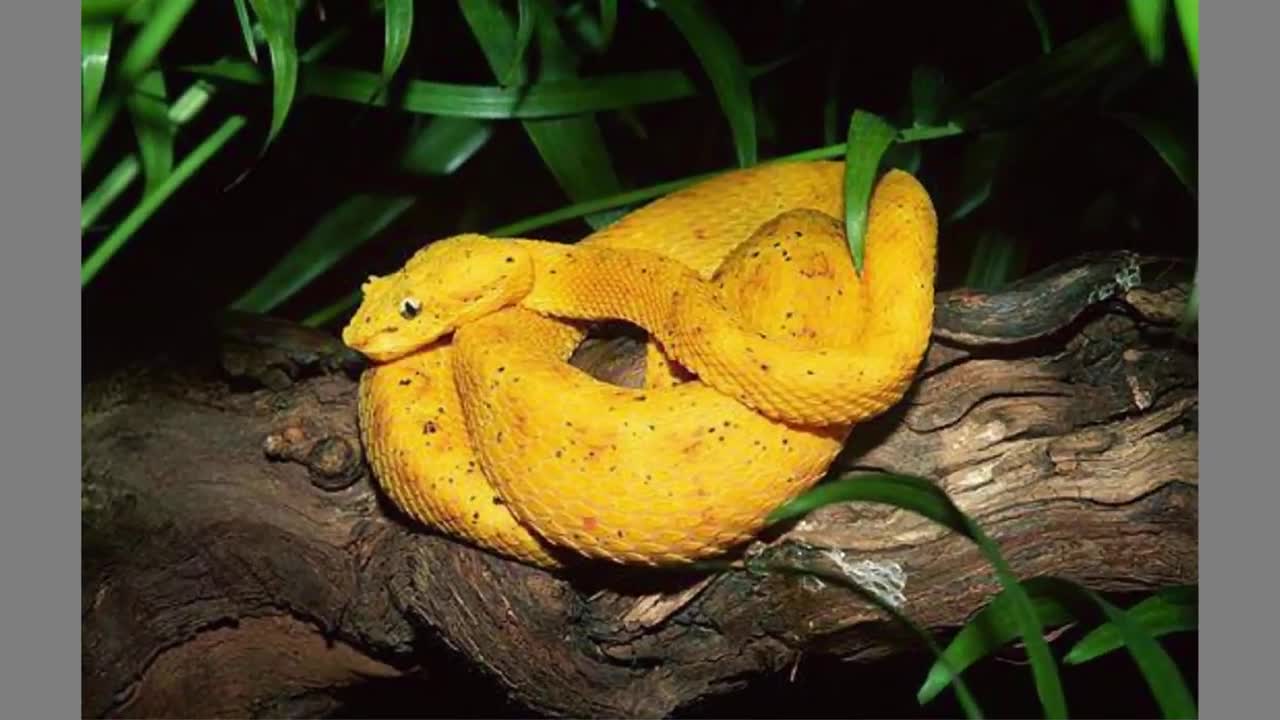 Most Beautiful Snake in the World