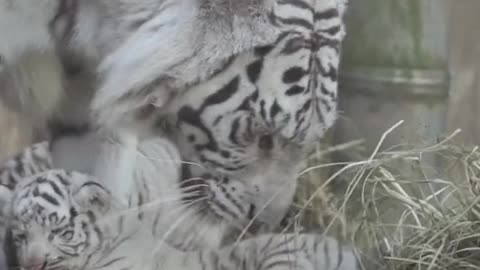 Newborn white tiger walking down bumps