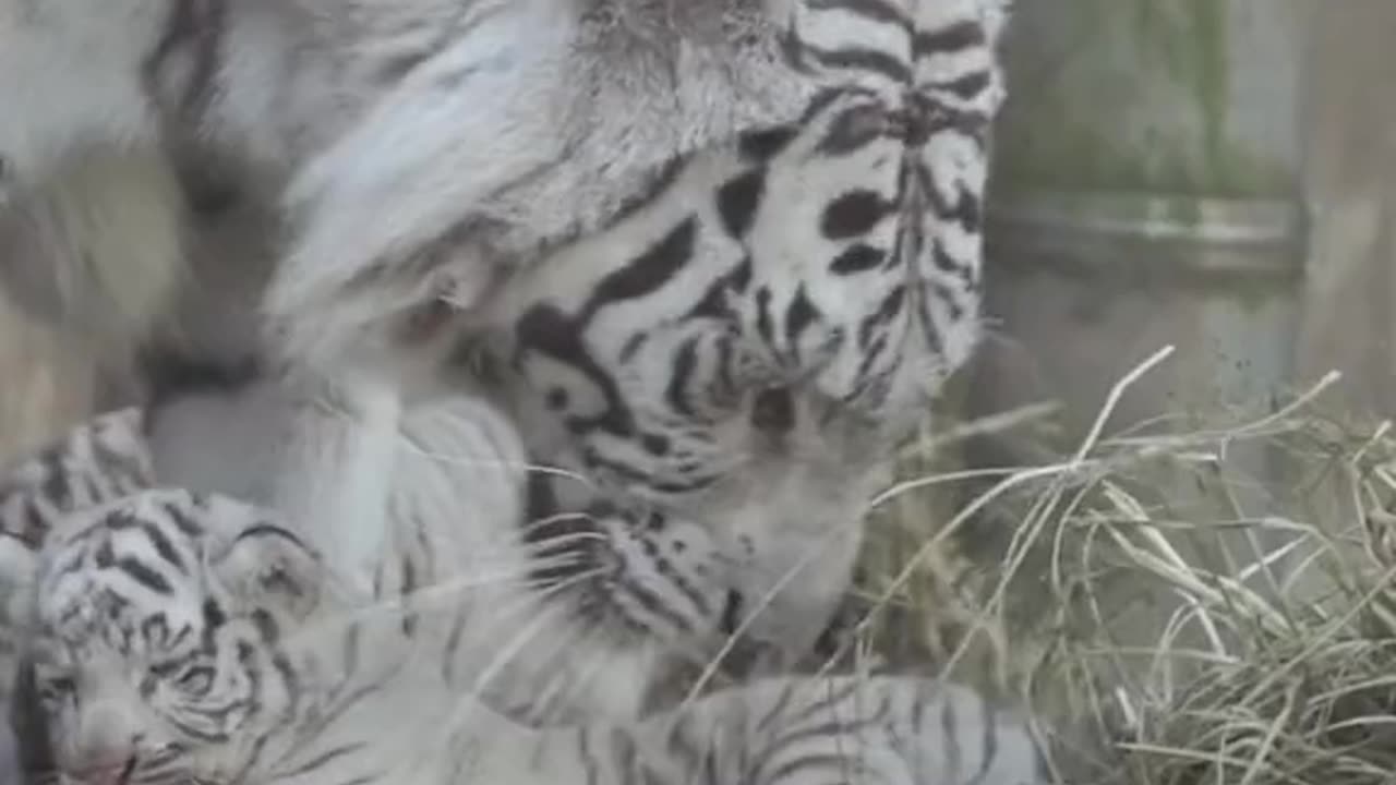Newborn white tiger walking down bumps