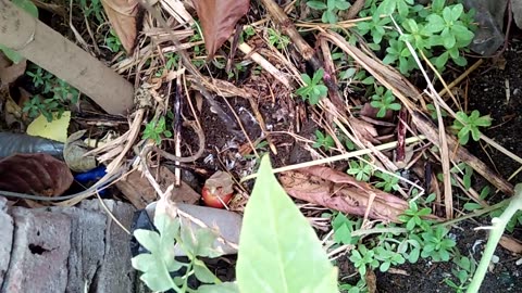 Pumpkin seeds, garden
