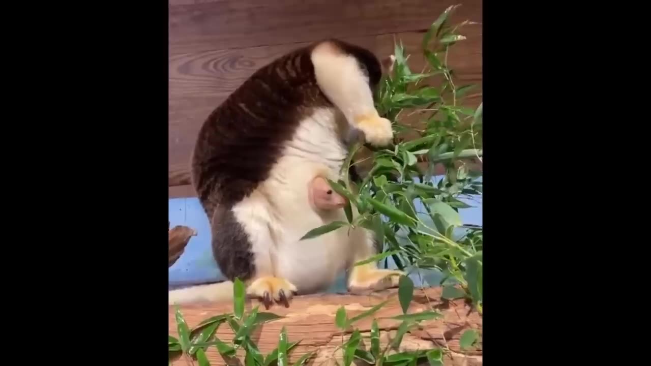 Cute baby animals compilation