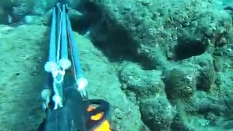Underwater Hunting Hawaii Octopus