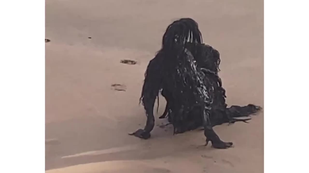 It will all make sense in a second•@lost_ptyer#dog #dogs #beach