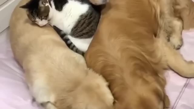 Like a Cat With a Dog And Vice