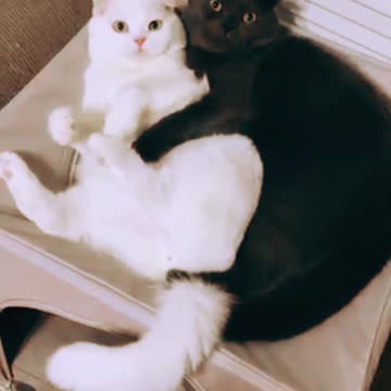 Happy Cats - Can we have some privacy, please