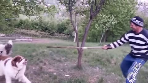 Beautiful shepherd dogs agreeiveness
