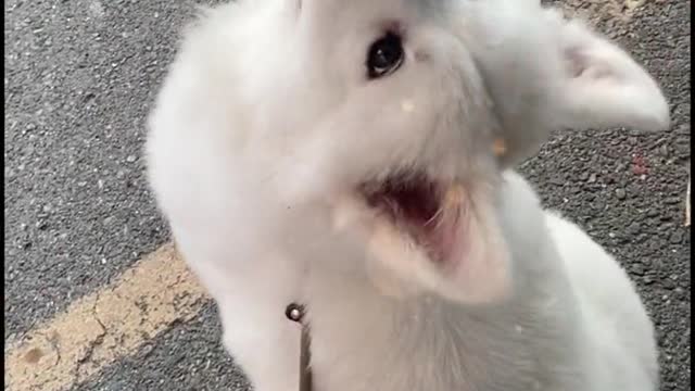 Why do you have Samoyed jam