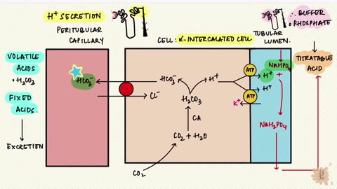 ACIDOSIS: Acid and Base