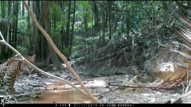 24 hours in the middle of the Amazon jungle