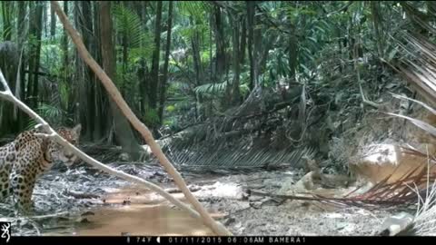 24 hours in the middle of the Amazon jungle