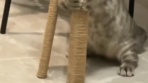 Cats are so weird #Rumble