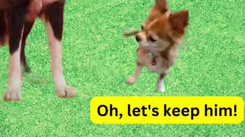 Two dogs and a hedgehog, what could go wrong?