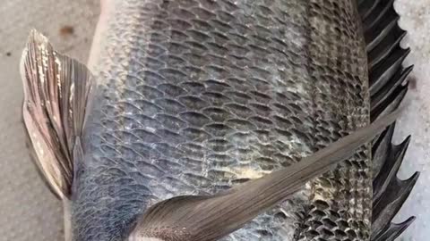 Black snapper