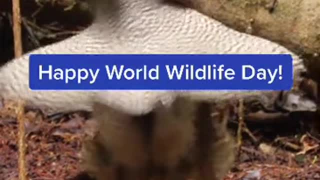 Thiswesternparortiawishesyouahappy