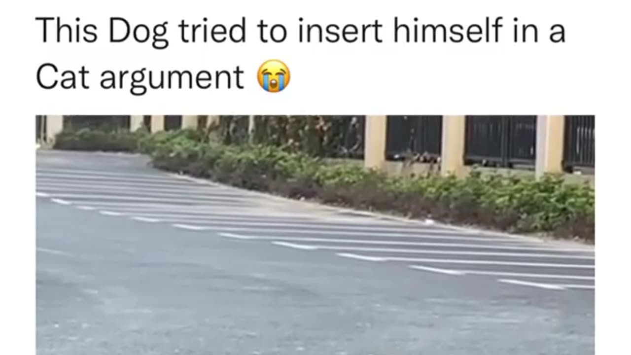 When Dog tryna join cat convo