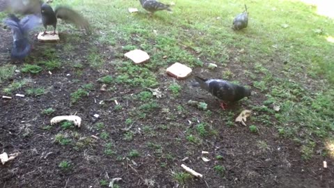 We helped out a pigeon in K-Rd Park