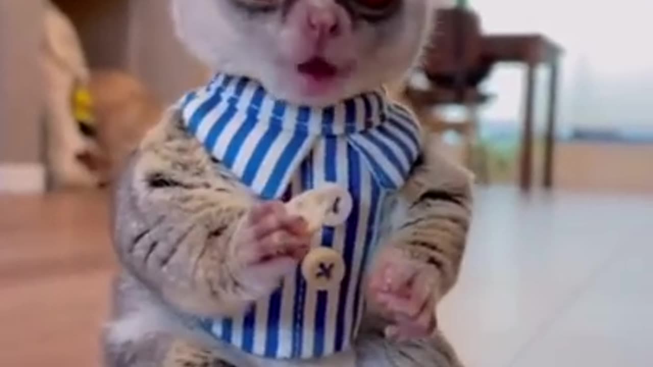 Best Funny Animal Videos of the year (2024)