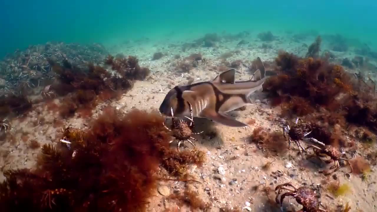 Under Water World - Mind Relaxation Video