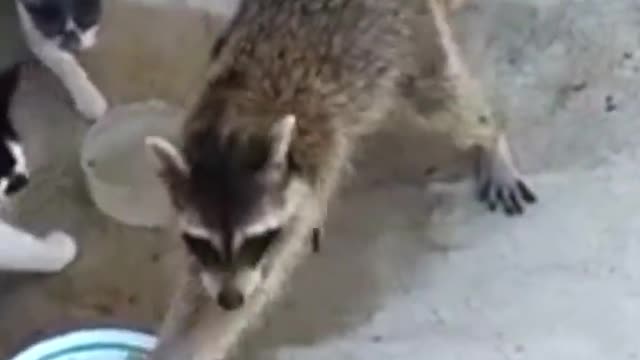 Animals funny dubbing / raccoon pranking cats