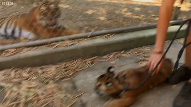 Cubs Meet Adult Tiger for the First Time | Tigers About The House | BBC Earth