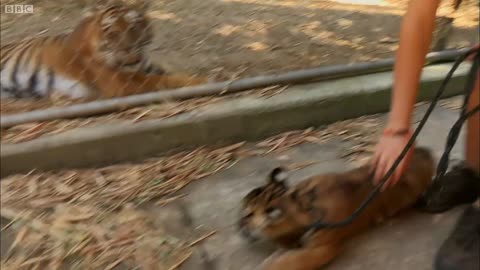 Cubs Meet Adult Tiger for the First Time | Tigers About The House | BBC Earth