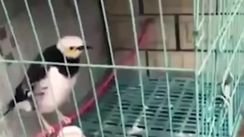 FUNNIEST ANIMALS 🐳