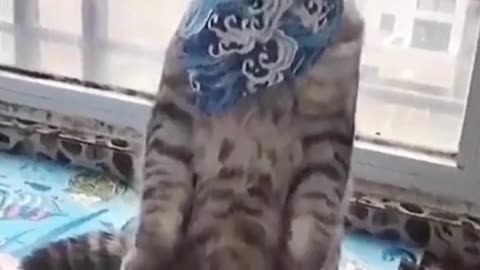 funny animal videos