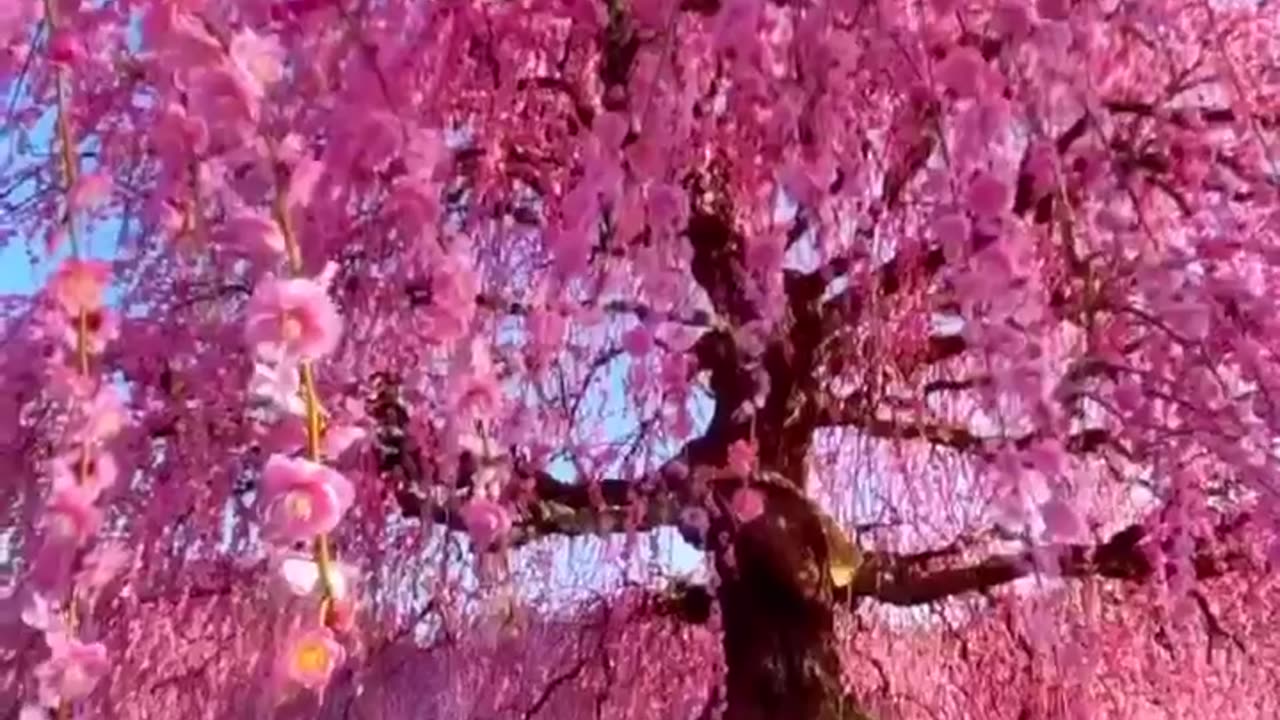 Japanese Blossoms